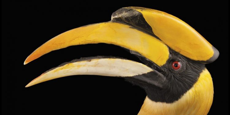 Operan con éxito a ave con cáncer a partir de impresora 3D en zoológico de Florida