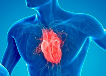 Una nueva ecografía identifica con precisión el daño cardiovascular en sanos