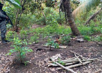 Erradican 16 mil 630 arbustos de coca en Petén