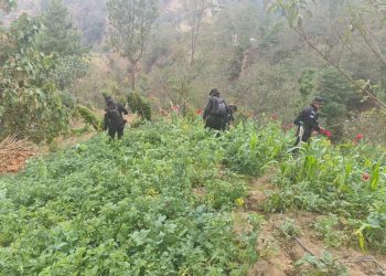 Antinarcóticos de PNC erradican más de 100 mil matas de amapola en San Marcos