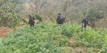Antinarcóticos de PNC erradican más de 100 mil matas de amapola en San Marcos