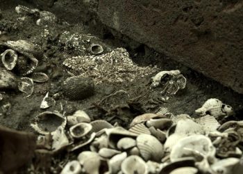 México halla el más grande depósito de estrellas de mar en capital del país