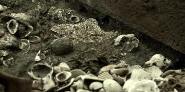 México halla el más grande depósito de estrellas de mar en capital del país