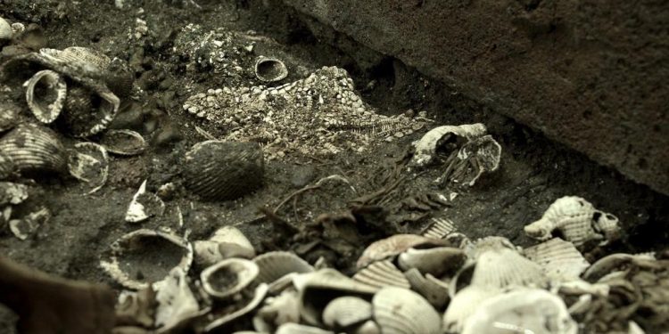 México halla el más grande depósito de estrellas de mar en capital del país