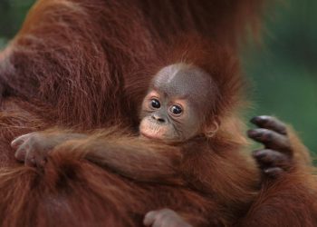 Los orangutanes adaptan su vocabulario al entorno social, como los humanos