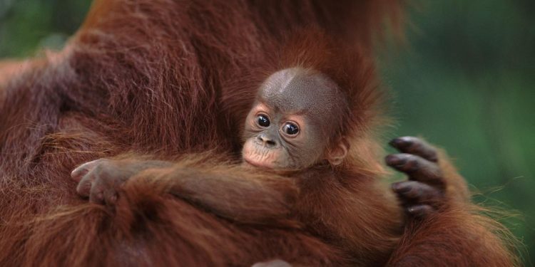 Los orangutanes adaptan su vocabulario al entorno social, como los humanos