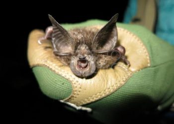 Redescubren una especie de murciélago “perdida” desde hace 40 años