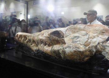 El monstruo marino que habitaba las aguas peruanas hace 36 millones de años