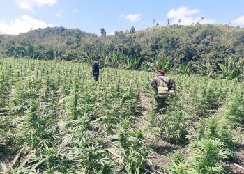 Ejército localiza aproximadamente 80 mil matas de marihuana en Petén