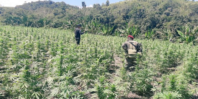 EjÃ©rcito localiza aproximadamente 80 mil matas de marihuana en PetÃ©n