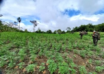 Operativo antinarcótico permite erradicar más de 110 mil matas de marihuana en Petén