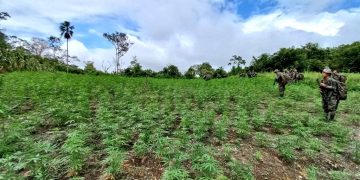 Operativo antinarcótico permite erradicar más de 110 mil matas de marihuana en Petén