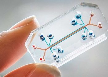 Identifican un mecanismo que puede ser esencial para regenerar órganos