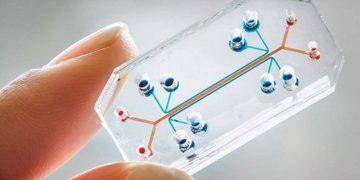 Identifican un mecanismo que puede ser esencial para regenerar órganos