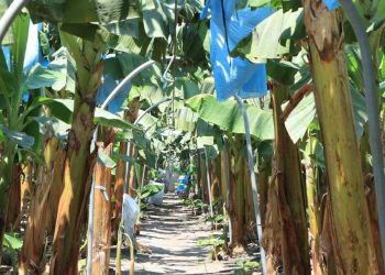 MAGA mantiene acciones para evitar hongo que afecta las plantaciones de banano