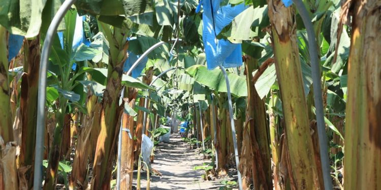 MAGA mantiene acciones para evitar hongo que afecta las plantaciones de banano