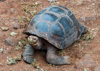 Identifican a tortuga gigante de Galápagos con otra extinta hace un siglo