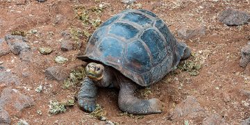 Identifican a tortuga gigante de Galápagos con otra extinta hace un siglo