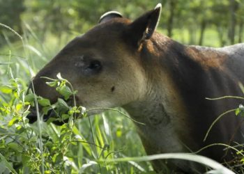 Conap se une a celebración del Día Internacional del Tapir