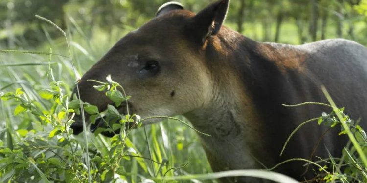 Conap se une a celebración del Día Internacional del Tapir