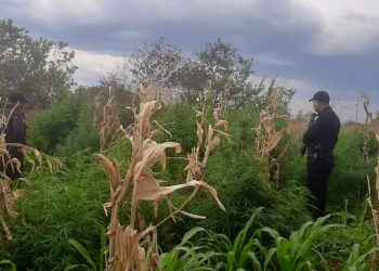 Erradican plantaciones de marihuana valoradas en más de 5 millones de quetzales