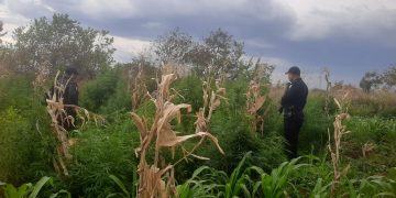 Erradican plantaciones de marihuana valoradas en más de 5 millones de quetzales