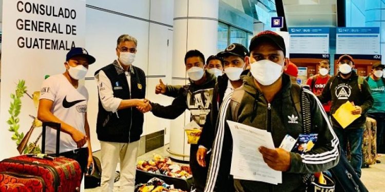 Más de 900 guatemaltecos han sido beneficiados para trabajar en Canadá