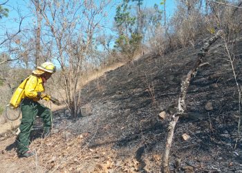 Conred reporta 6 mil hectáreas consumidas por incendios forestales