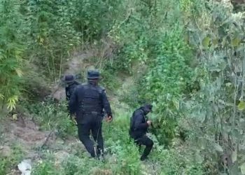 Fuerzas antinarcóticas durante el proceso de erradicación de la marihuana.