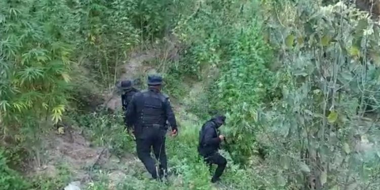Fuerzas antinarcóticas durante el proceso de erradicación de la marihuana.