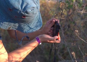 Conap lanza por primera vez en el país Reto Naturalista Ciudad de Guatemala 2022