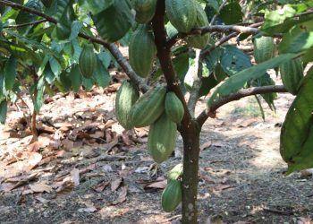 MAGA apoya a productores de cacao en Petén