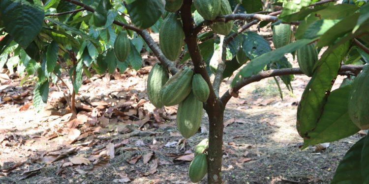 MAGA apoya a productores de cacao en Petén