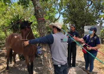 Preparan simulacro para el 6 de mayo para salvaguardar a los animales en desastres naturales