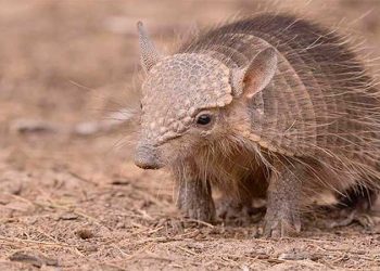 Gobierno boliviano declara al quirquincho como Patrimonio Natural del país