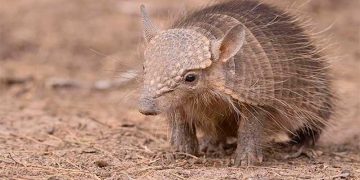 Gobierno boliviano declara al quirquincho como Patrimonio Natural del país