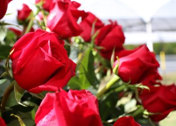 Sector florícola será el primero de Ecuador en convertirse en carbono neutro