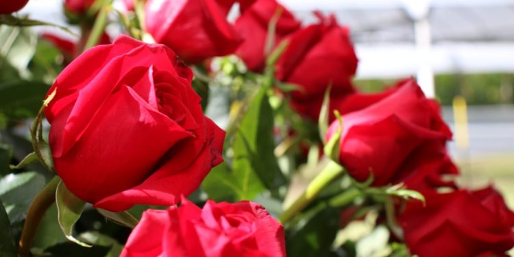 Sector florícola será el primero de Ecuador en convertirse en carbono neutro