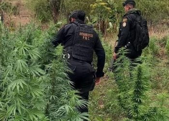 PNC erradica plantación de marihuana valorada en 4.4 millones de quetzales