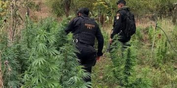 PNC erradica plantación de marihuana valorada en 4.4 millones de quetzales