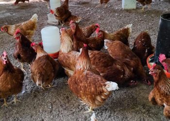 MAGA promueve la producción avícola y porcina de traspatio en Petén