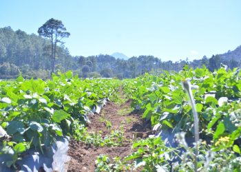 Emiten recomendaciones para el sector agropecuario por ola de calor