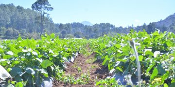 Emiten recomendaciones para el sector agropecuario por ola de calor