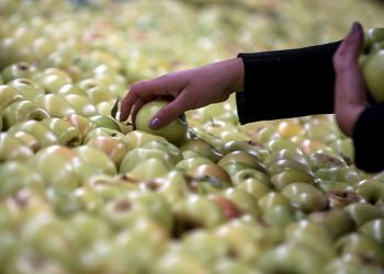 Precios de los alimentos alcanzan su mayor nivel desde 1990, según la FAO