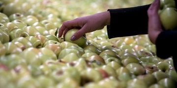 Precios de los alimentos alcanzan su mayor nivel desde 1990, según la FAO