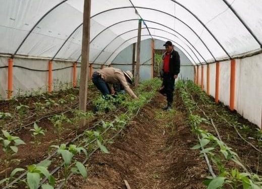 Macrotúneles optimizan la producción de alimentos en Sibinal