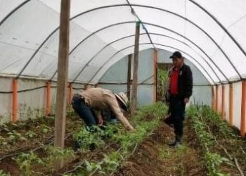 Macrotúneles optimizan la producción de alimentos en Sibinal