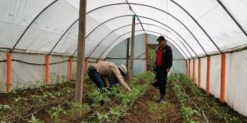 Macrotúneles optimizan la producción de alimentos en Sibinal