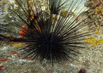 Erizo Diadema / Foto: EFE