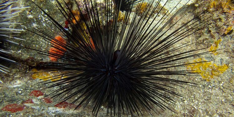 Erizo Diadema / Foto: EFE